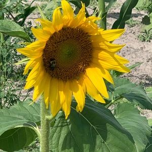 Meet your Posher, Sharon